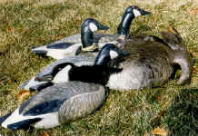 geese.jpg (84982 bytes)